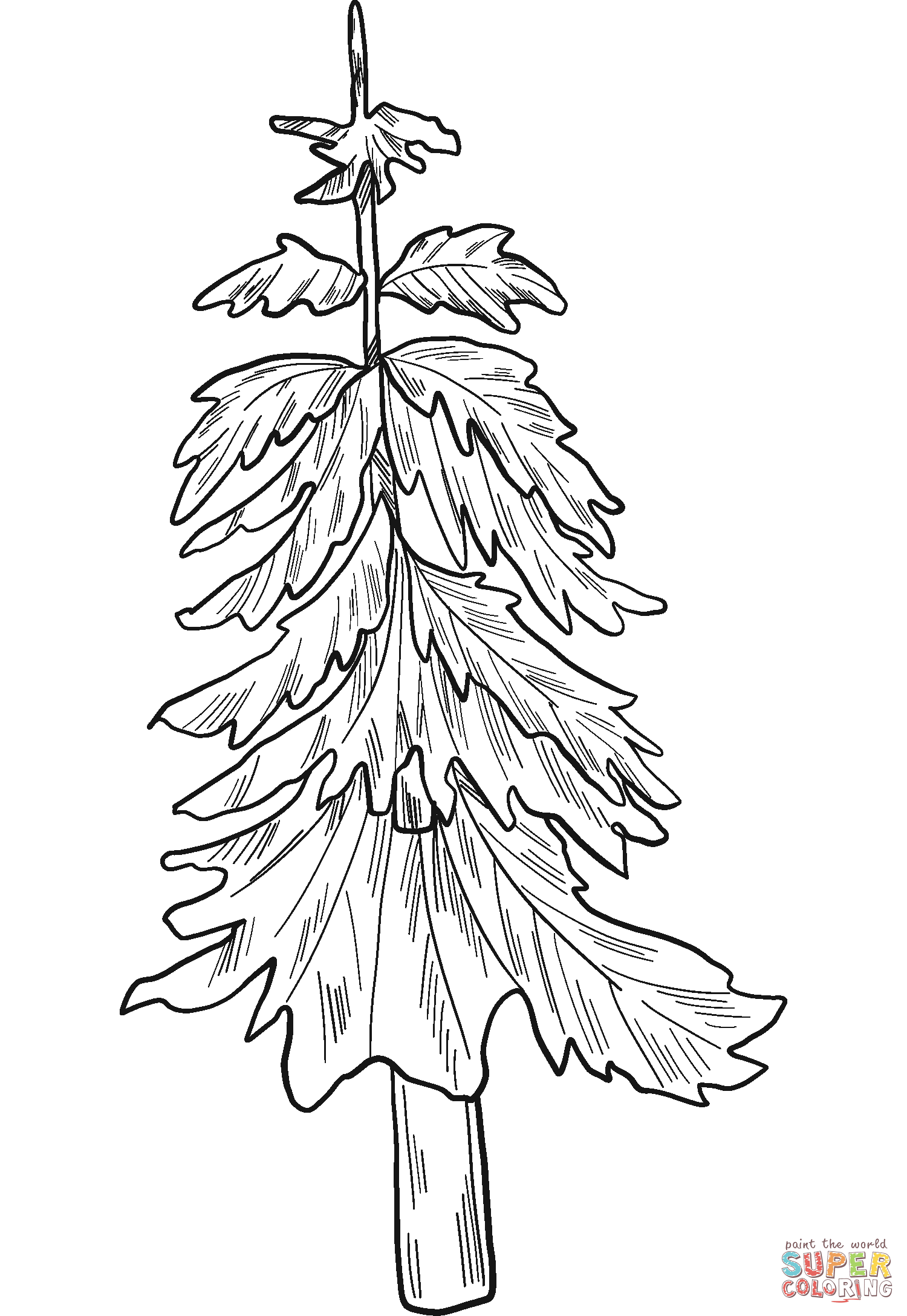 Evergreen tree coloring page free printable coloring pages tree coloring page coloring pages free printable coloring pages