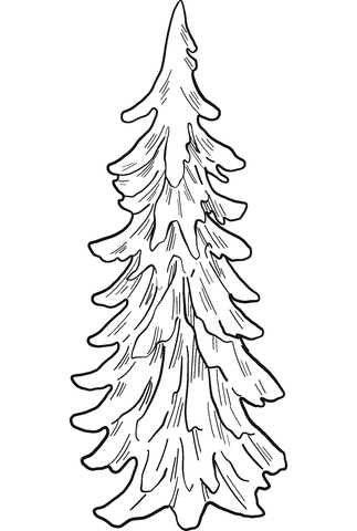 Evergreen tree coloring page free printable coloring pages