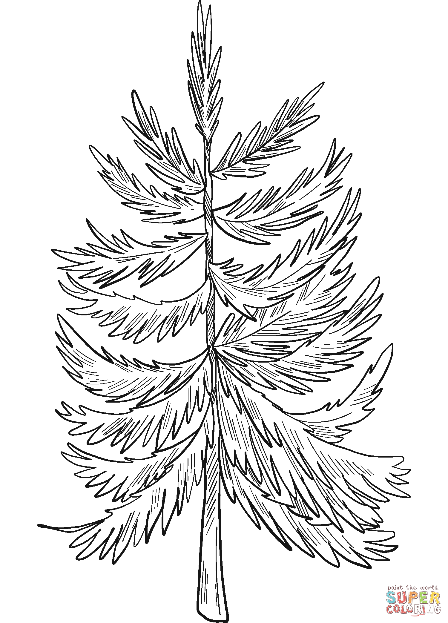 Evergreen tree coloring page free printable coloring pages