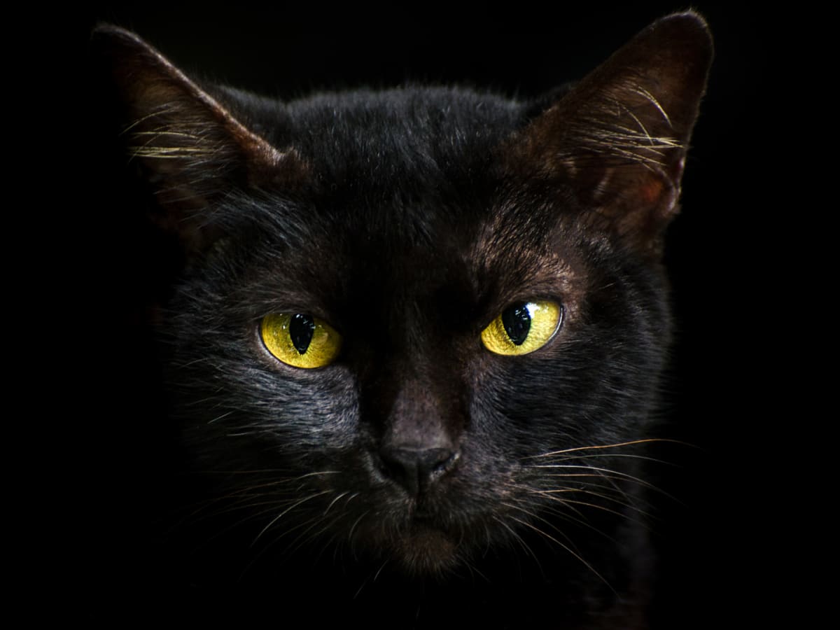 Download Free 100 + evil black cat