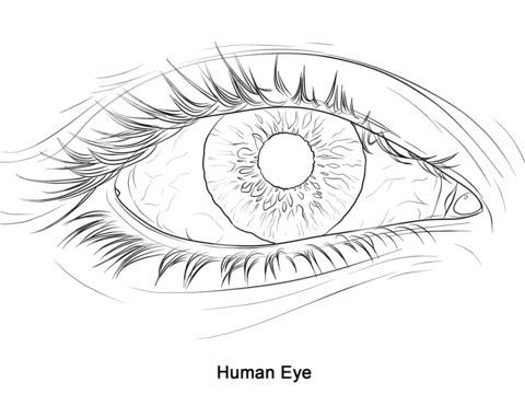 Human eye coloring page free printable coloring pages