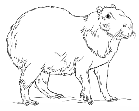 Capybara coloring page free printable coloring pages