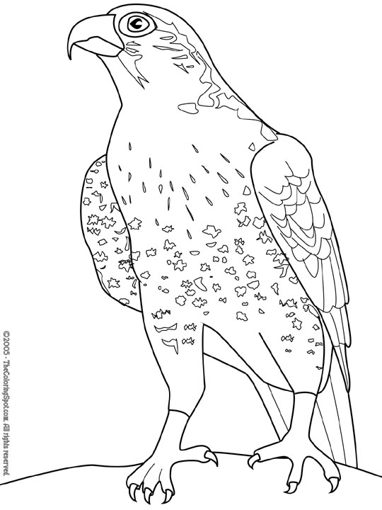 Falcon coloring page audio stories for kids free coloring pages colouring printables