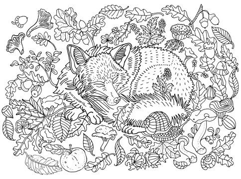 Fox coloring page images â browse photos vectors and video