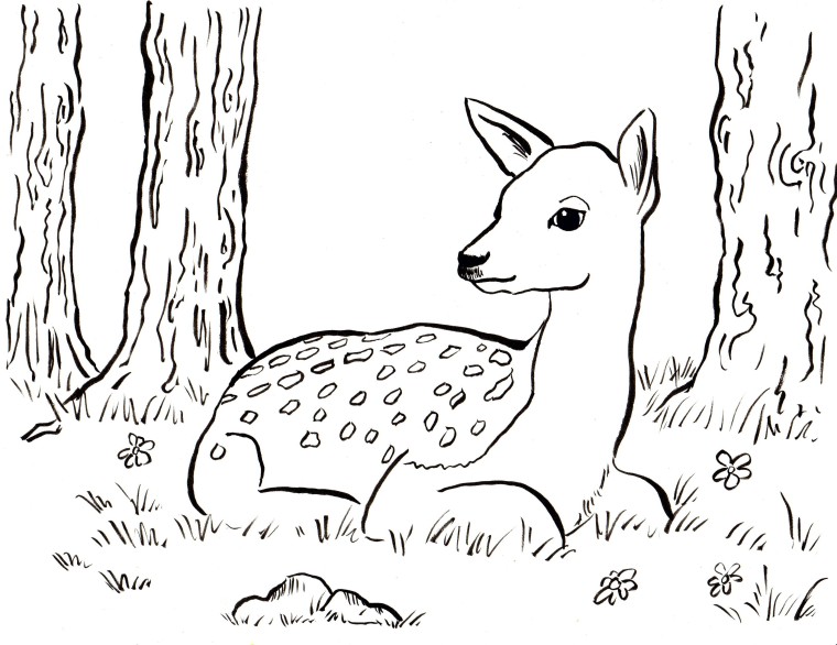 Fawn coloring page