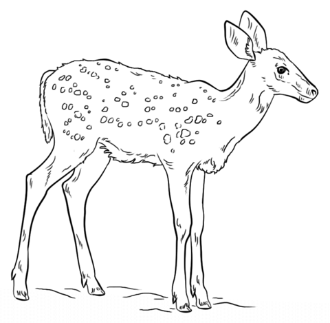 Fawn coloring page free printable coloring pages