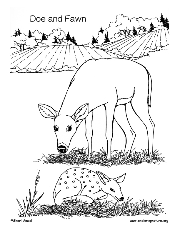 Doe and fawn coloring page