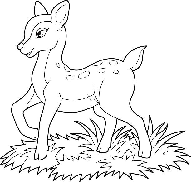 Fawn stock illustration