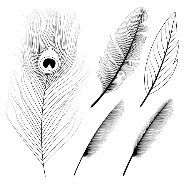 Premium vector peacock feather coloring pages