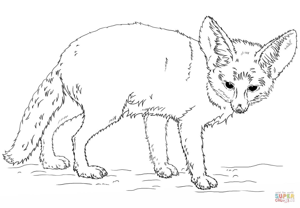 Fennec fox coloring page free printable coloring pages