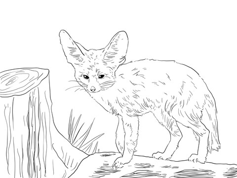 North african fennec fox coloring page free printable coloring pages