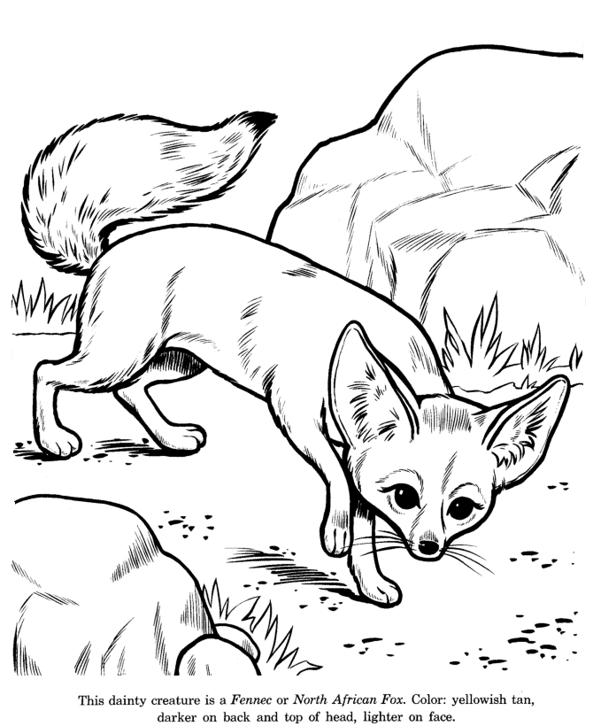 Fennec fox loring fox loring page desert animals loring animal drawings