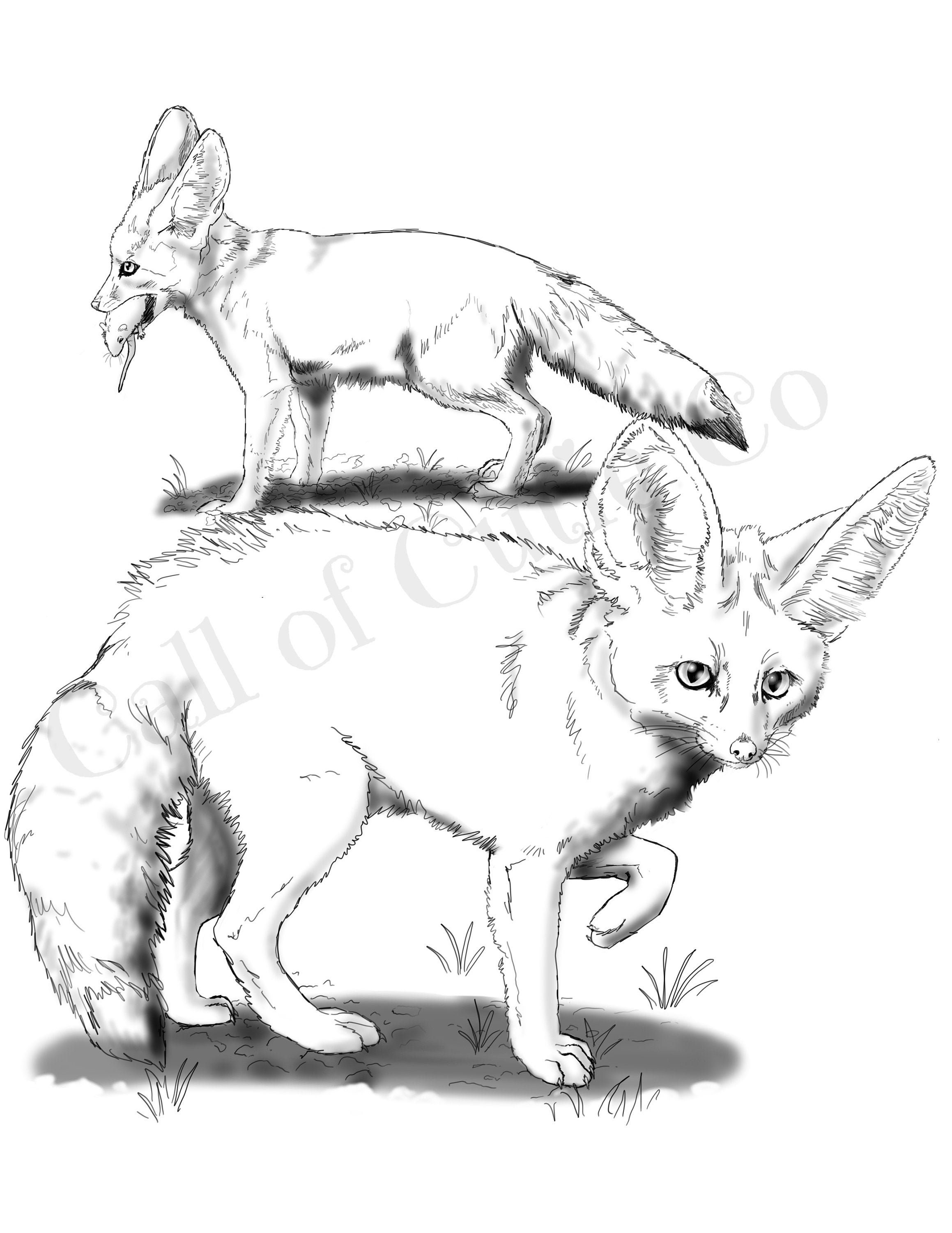 Fennec fox coloring pagefox color sheetsanimal color pagesfox digital coloring pages