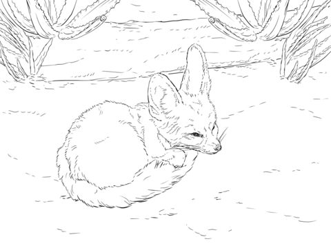 Fennec fox curls up into a ball coloring page from fennec fox category select from printable crafts of cartoonâ fox coloring page animal sketches pet fox