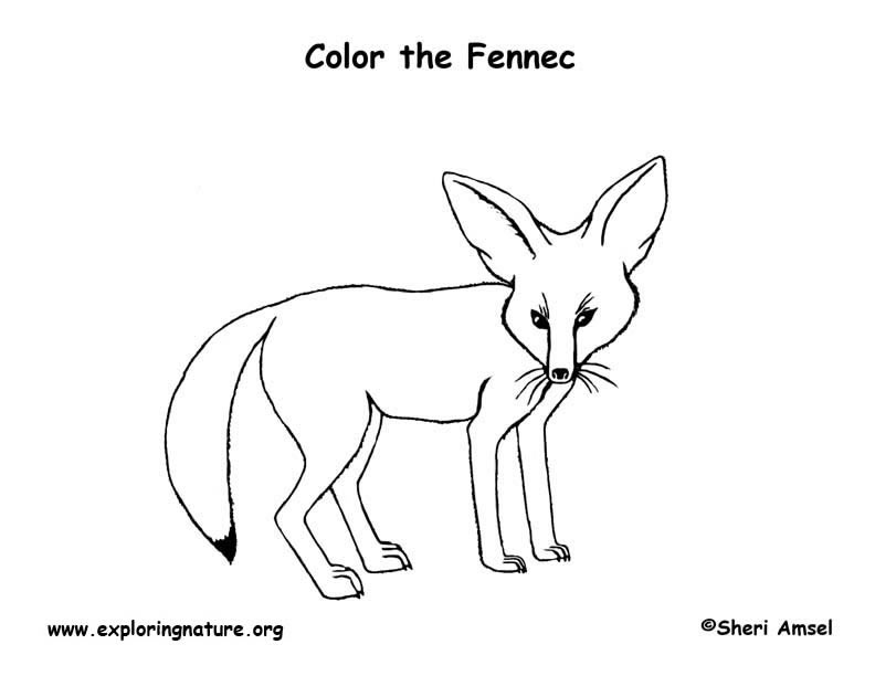 Fox fennec coloring page