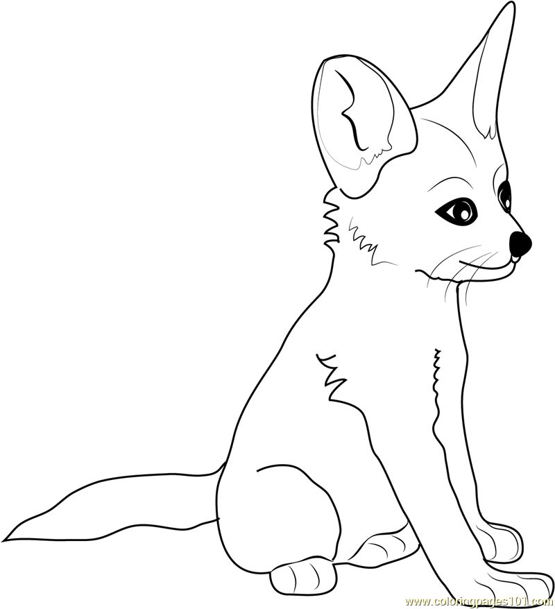 Coloring pages fennec fox baby