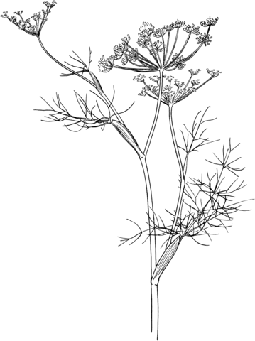 Fennel coloring page from fennel category select from printable crafts of cartoons nature animâ flower coloring pages flower drawing botanical drawings