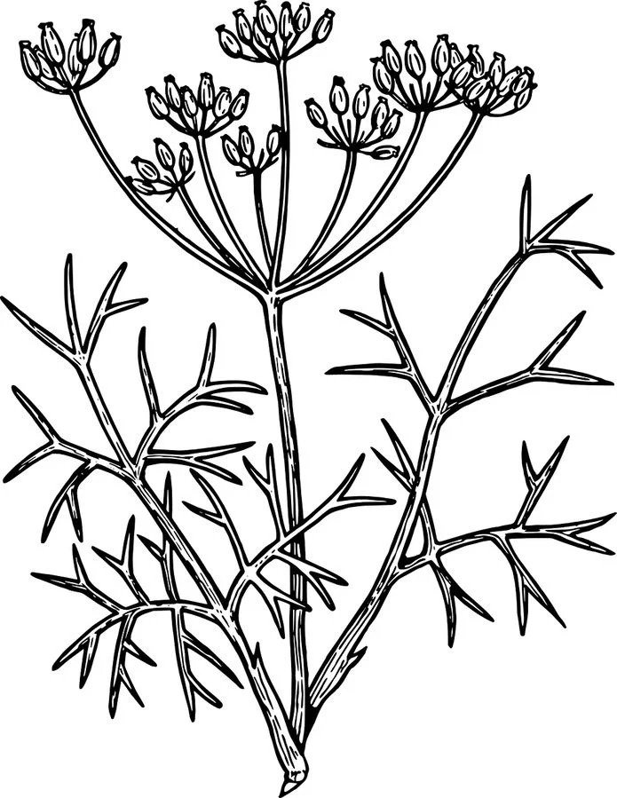 Herbs coloring pages