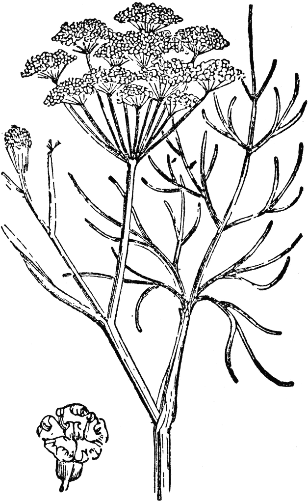 Fennel clipart