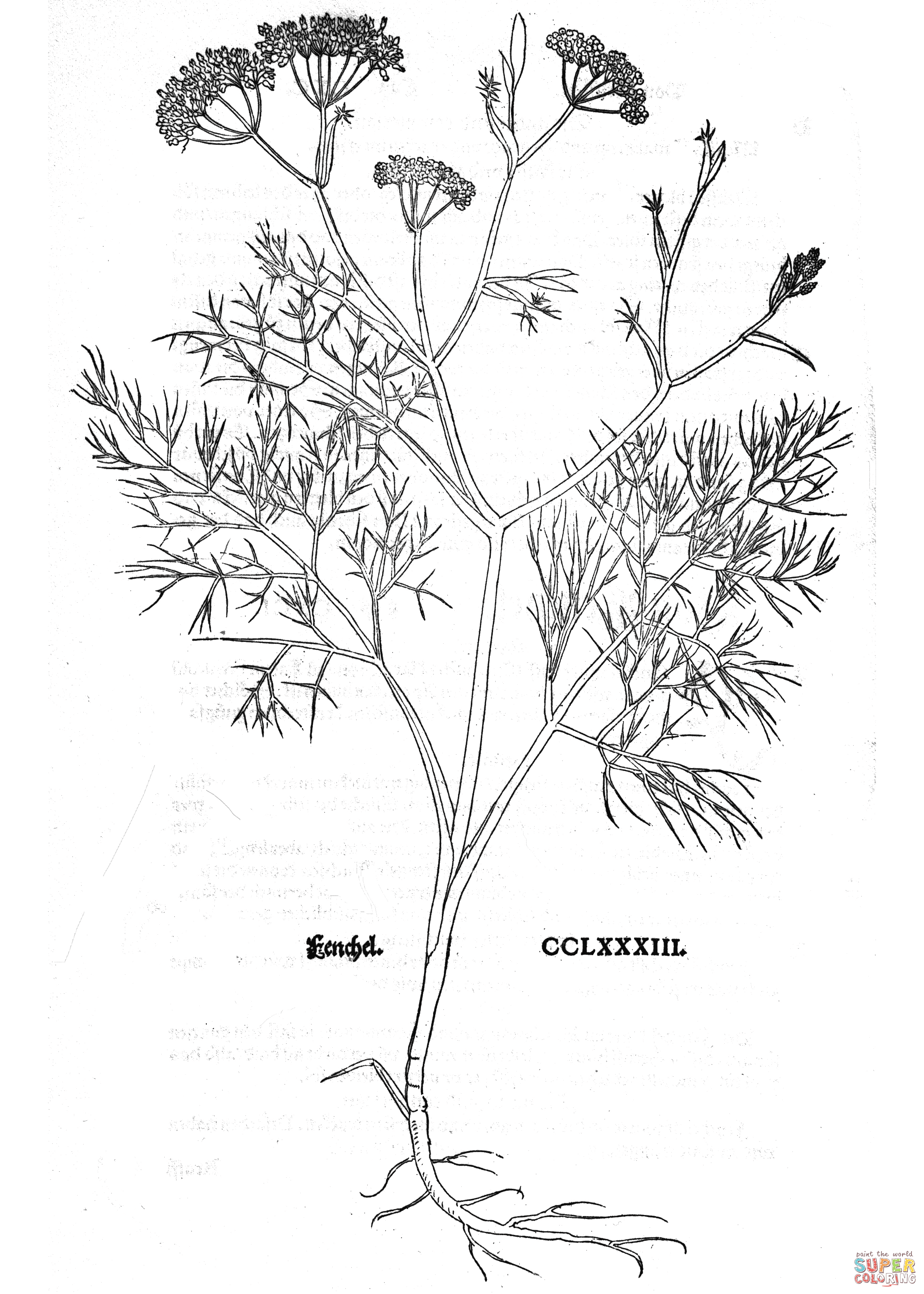 Fenchel coloring page free printable coloring pages