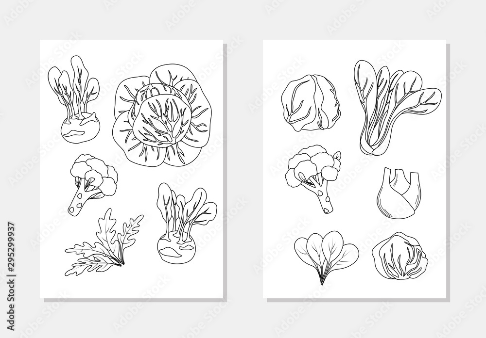 Vector vegetarian salad element set cabbage broccoli fennel agula coloring book outline vector