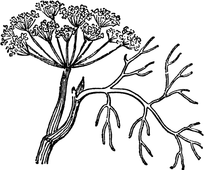 Herbs coloring pages