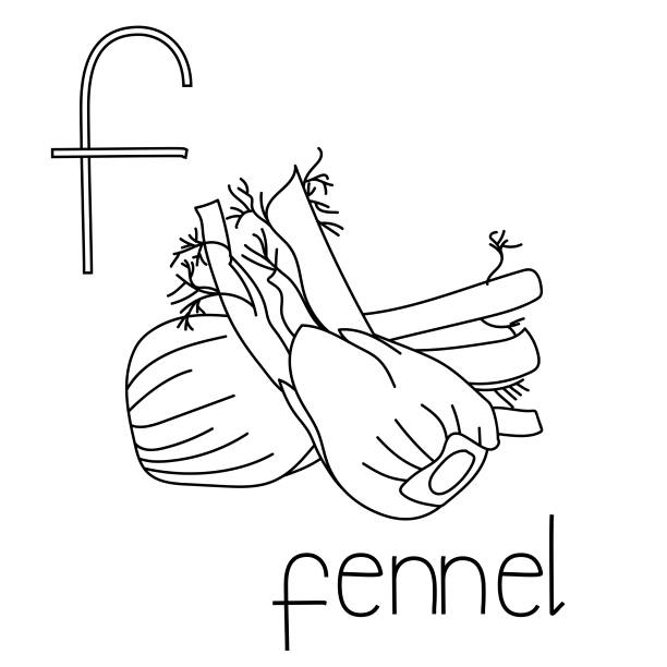 Coloring page fruit and vegetable abc letter f fennel educated coloring card stock illustration