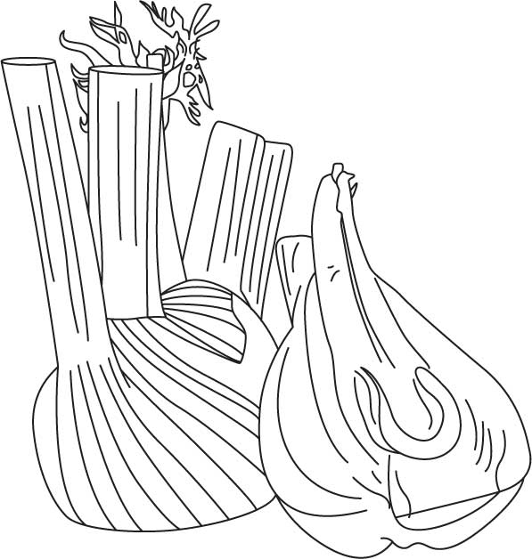 Fennel bulb coloring pages download free fennel bulb coloring pages for kids best coloring pages