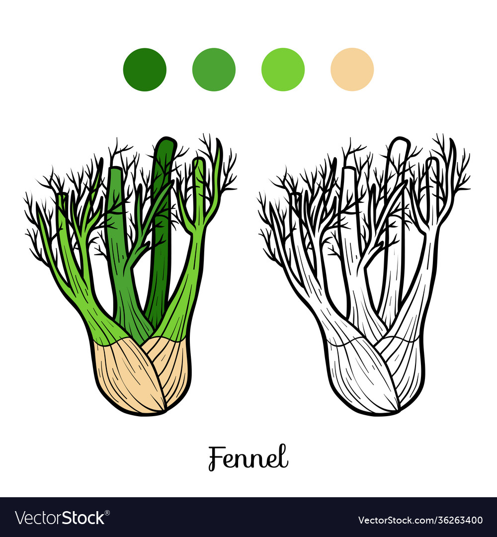 Coloring book fennel royalty free vector image