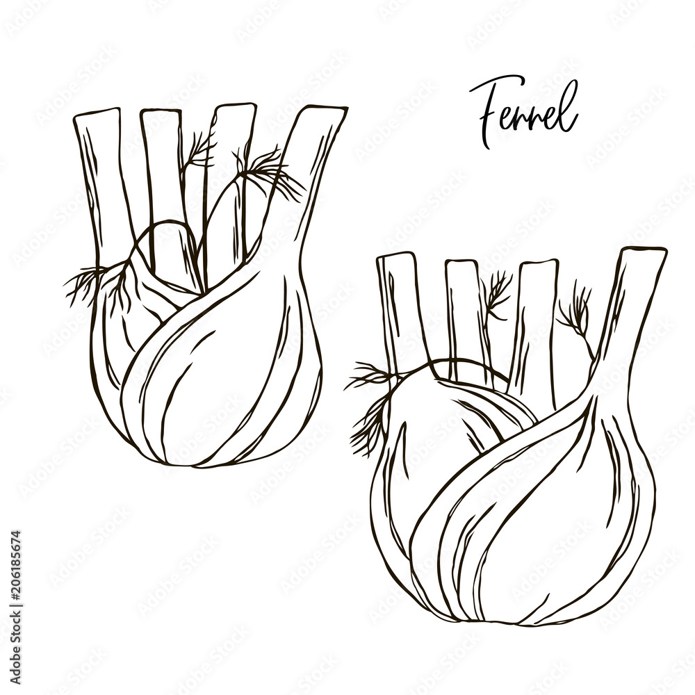 Vector contour fennel vegetable simple coloring book vector