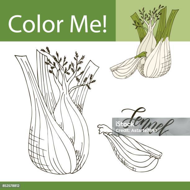 Education coloring page with vegetable hand drawn vector illustration of fennel stock illustration