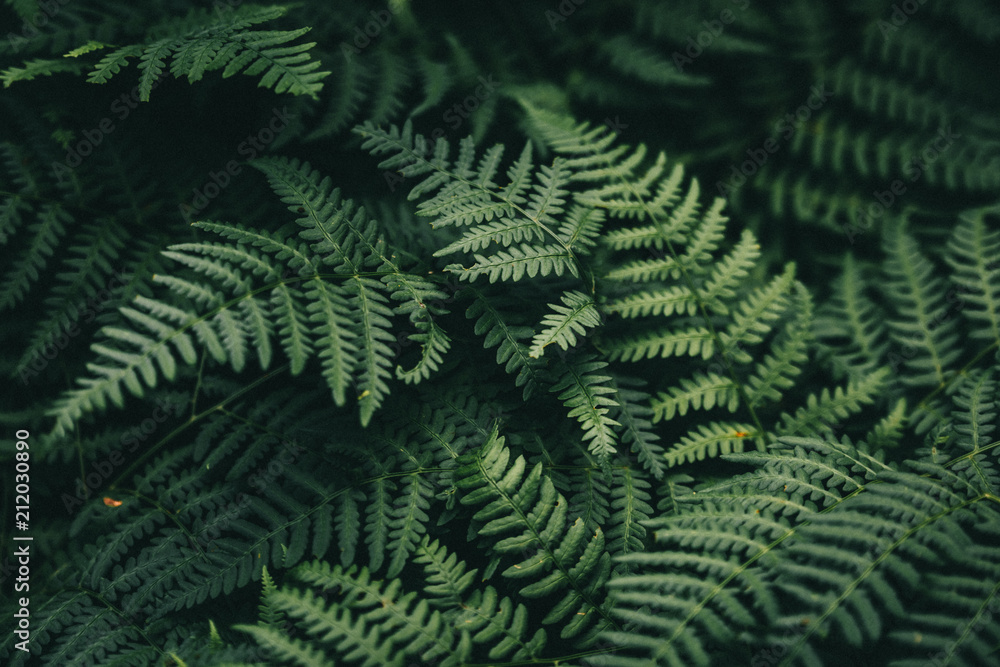 fern wallpaper