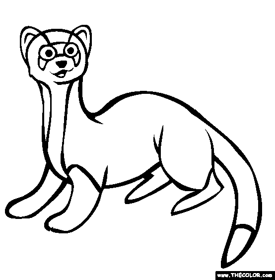 Ferret coloring page free ferret online coloring