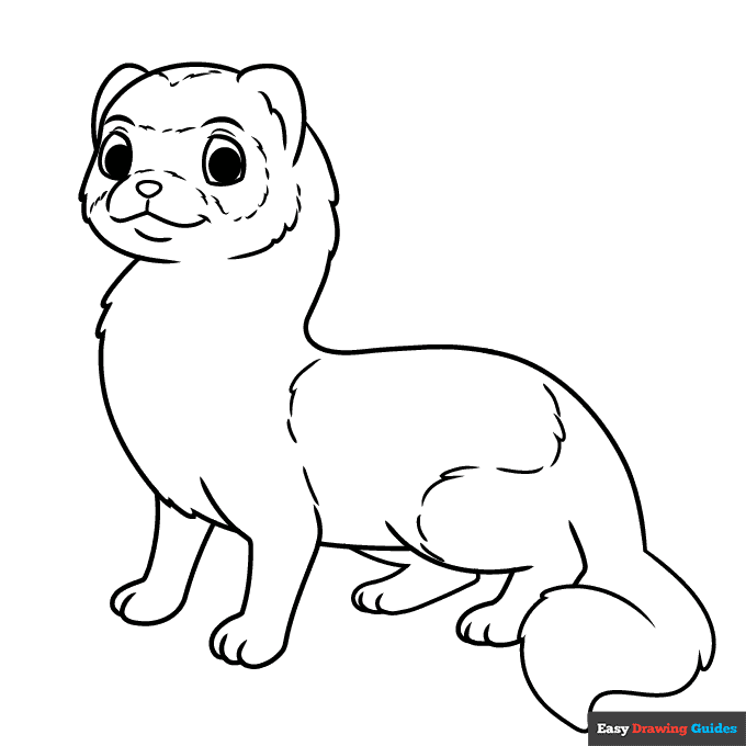 Ferret coloring page easy drawing guides