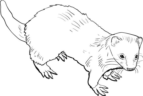 Drawing of ferret drawings ferret owl coloring pages