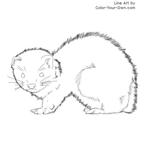 Baby ferret line art baby ferrets coloring pages birthday coloring pages