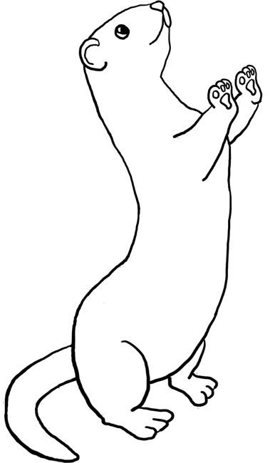 Ferret tattoo cute drawings animal coloring pages