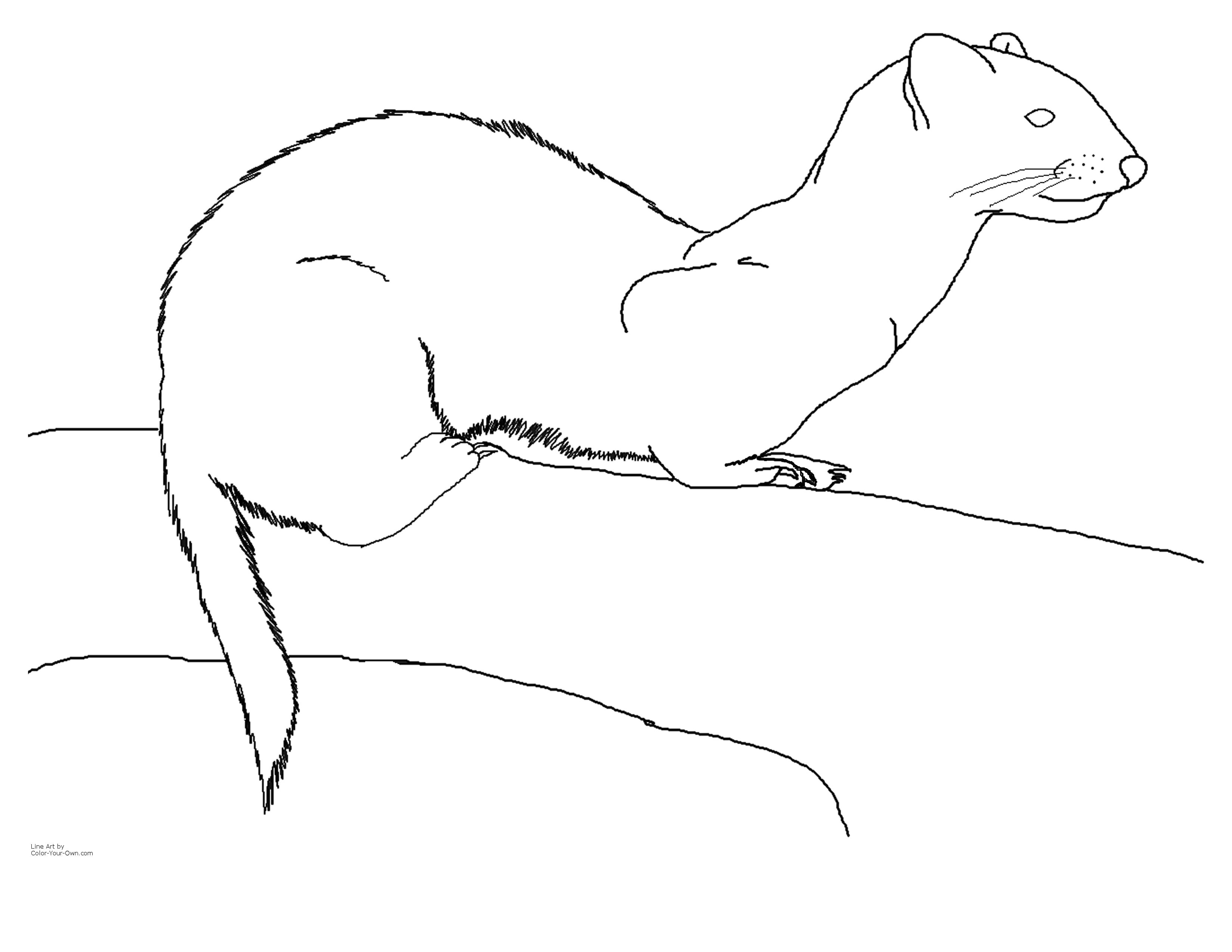 Ferret coloring page