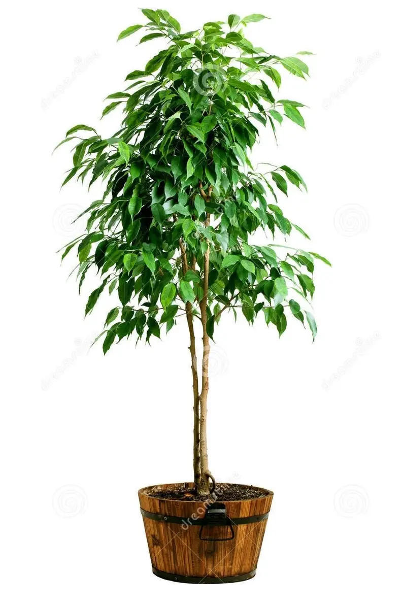 Ficus flash