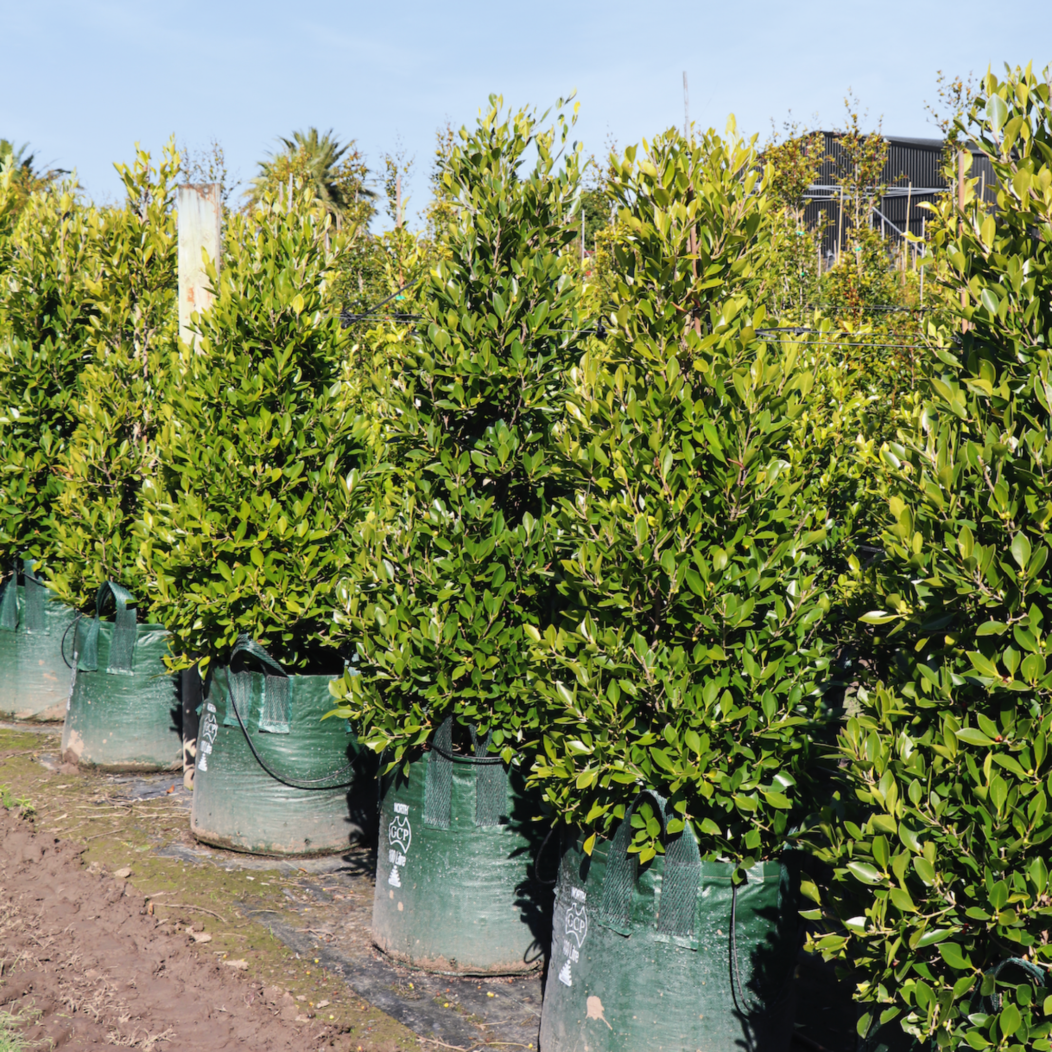 Ficus hillii flash vs ficus hillii