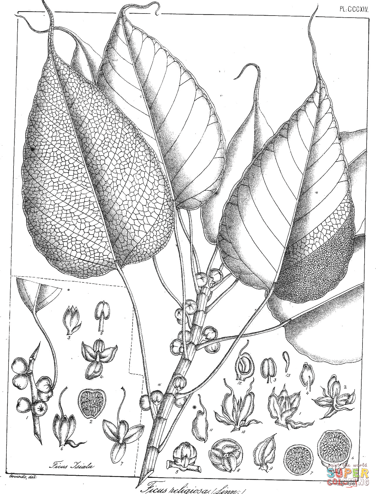 Ficus religiosa coloring page free printable coloring pages