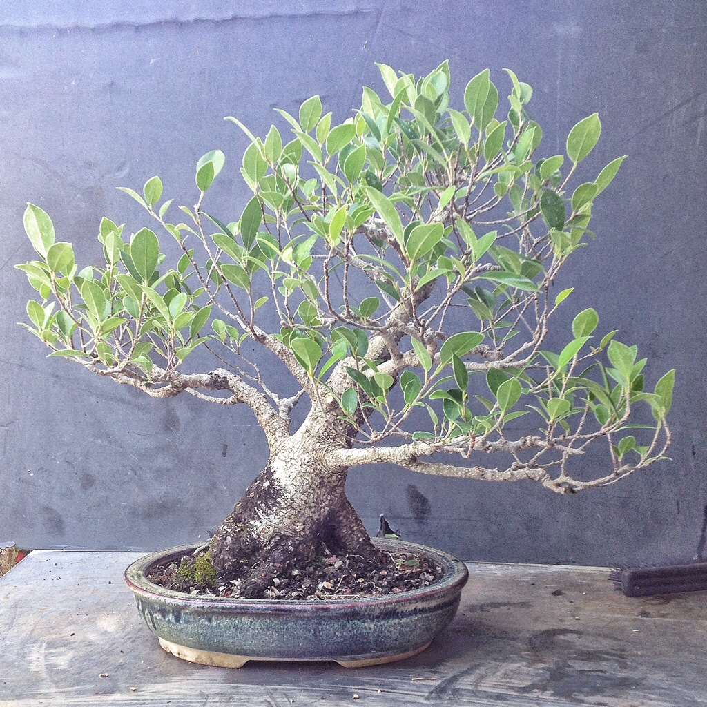 A ficus microcarpa nearing show ready maturity â adams art and bonsai blog