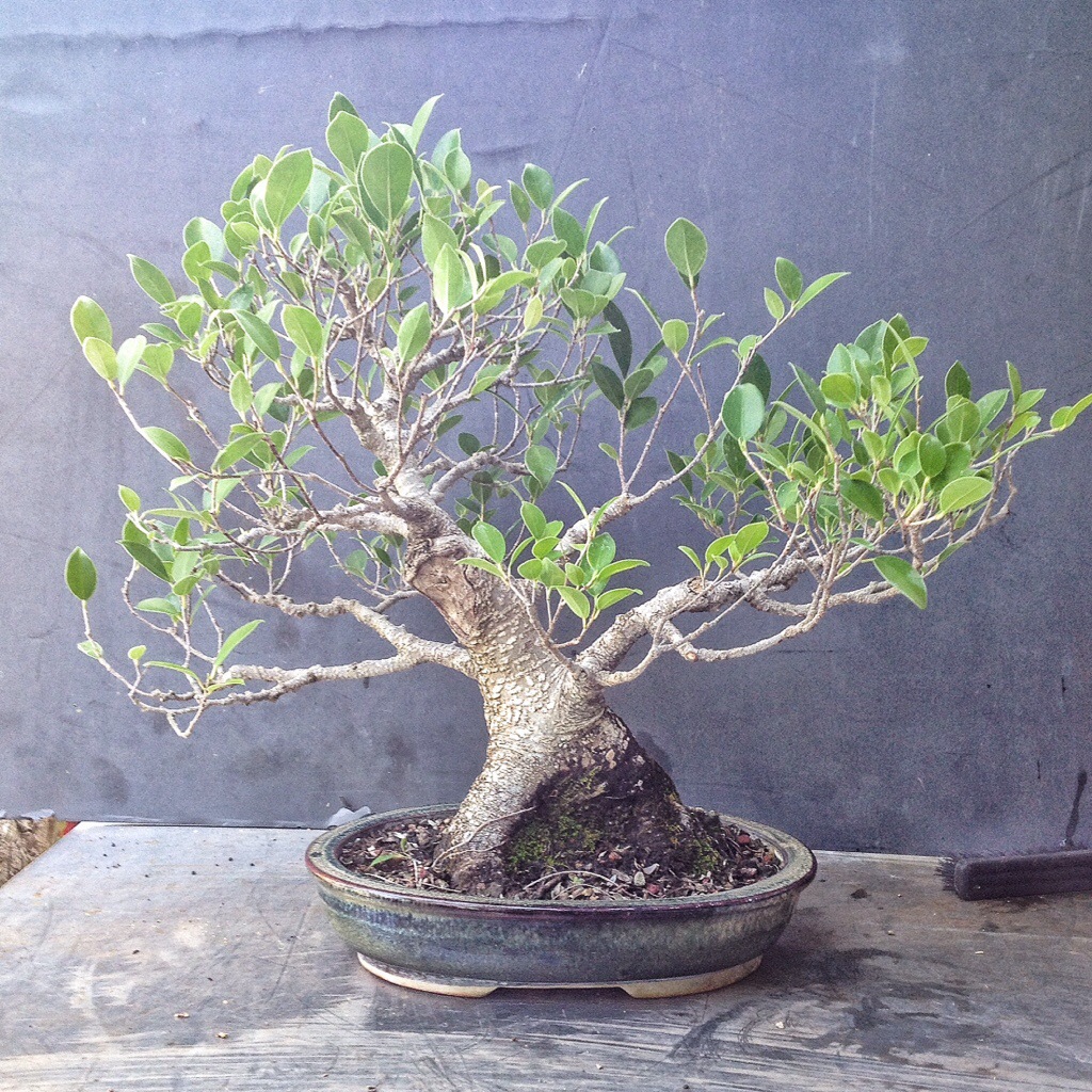 A ficus microcarpa nearing show ready maturity â adams art and bonsai blog