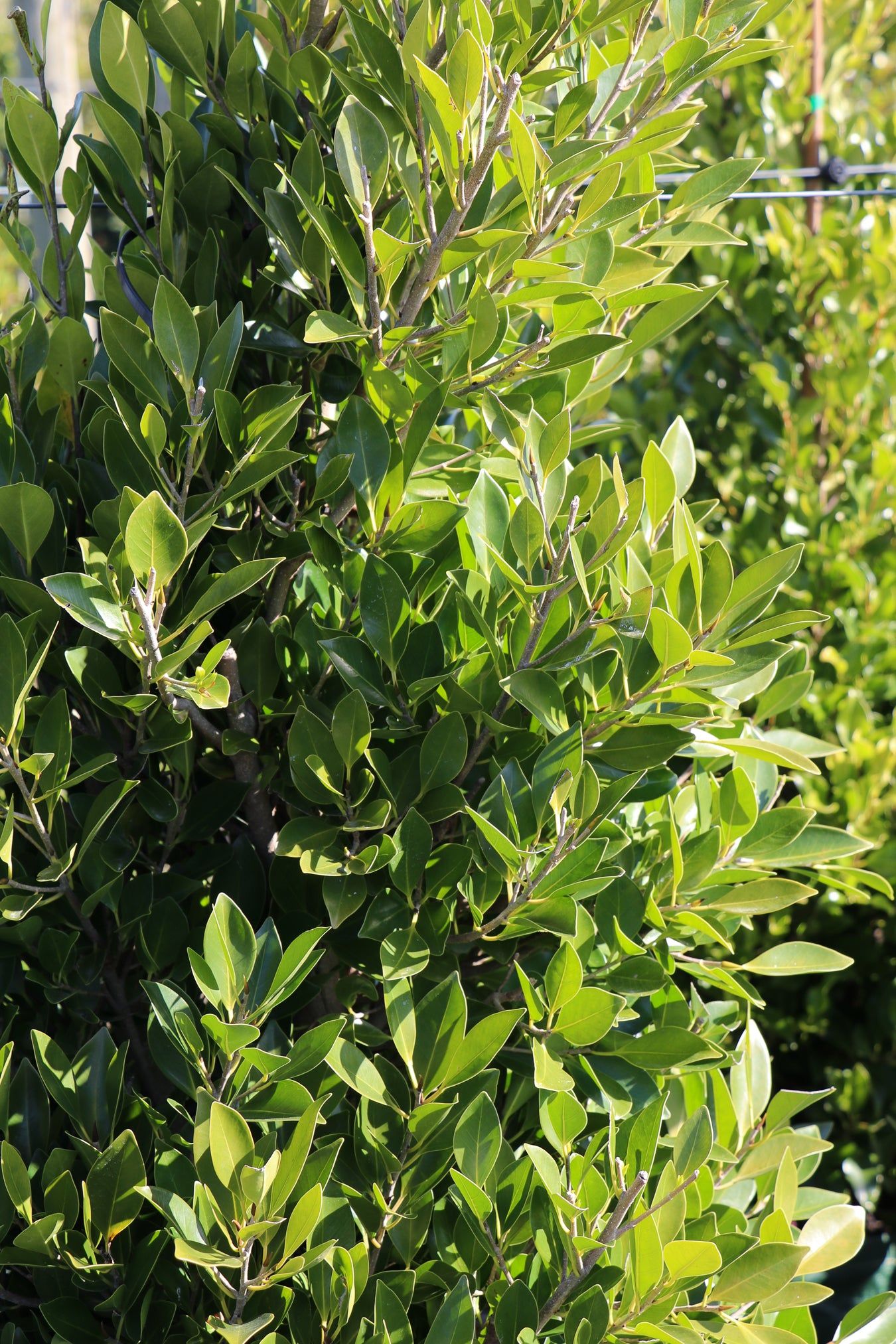 Ficus microcarpa hillii