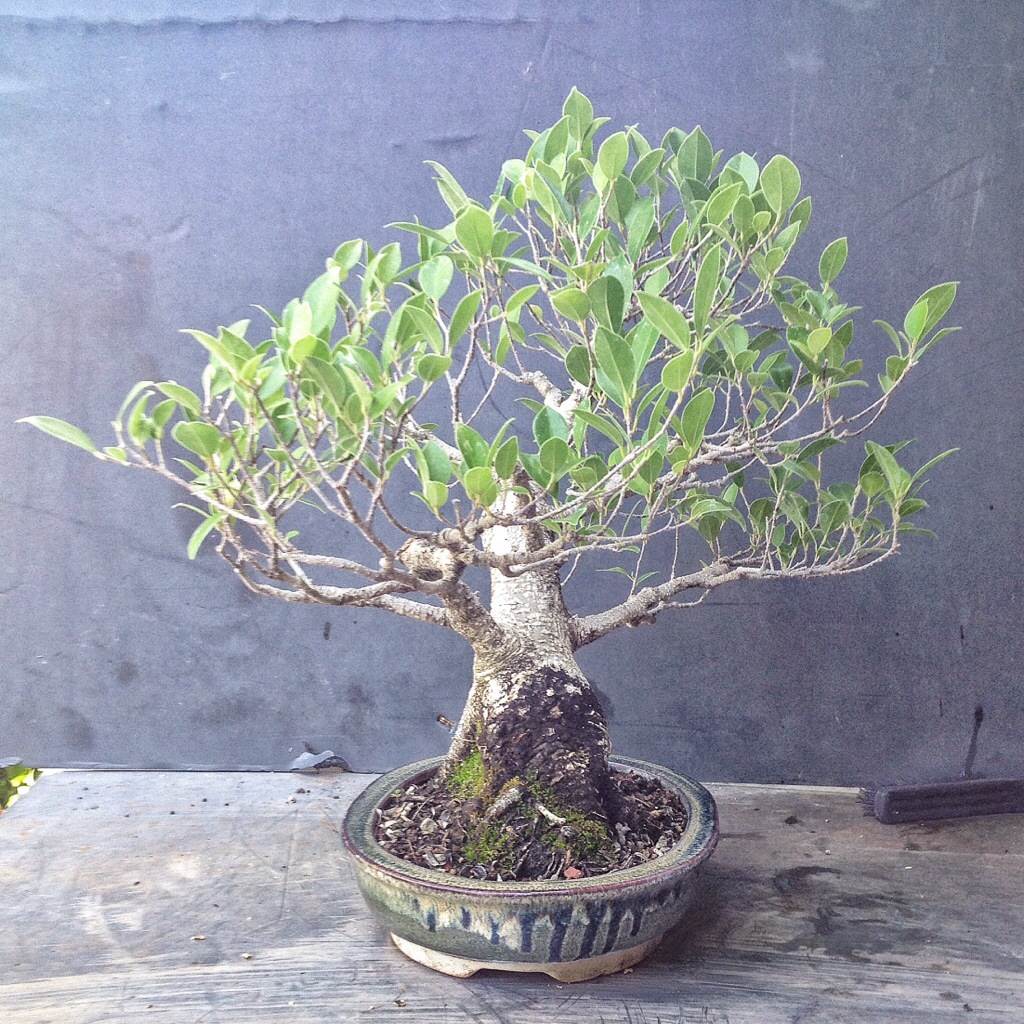 A ficus microcarpa nearing show ready maturity â adams art and bonsai blog