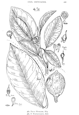 Ficus muelleri and ficus watkinsiana coloring page free printable coloring pages