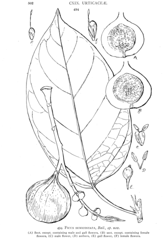 Ficus semicostata coloring page free printable coloring pages