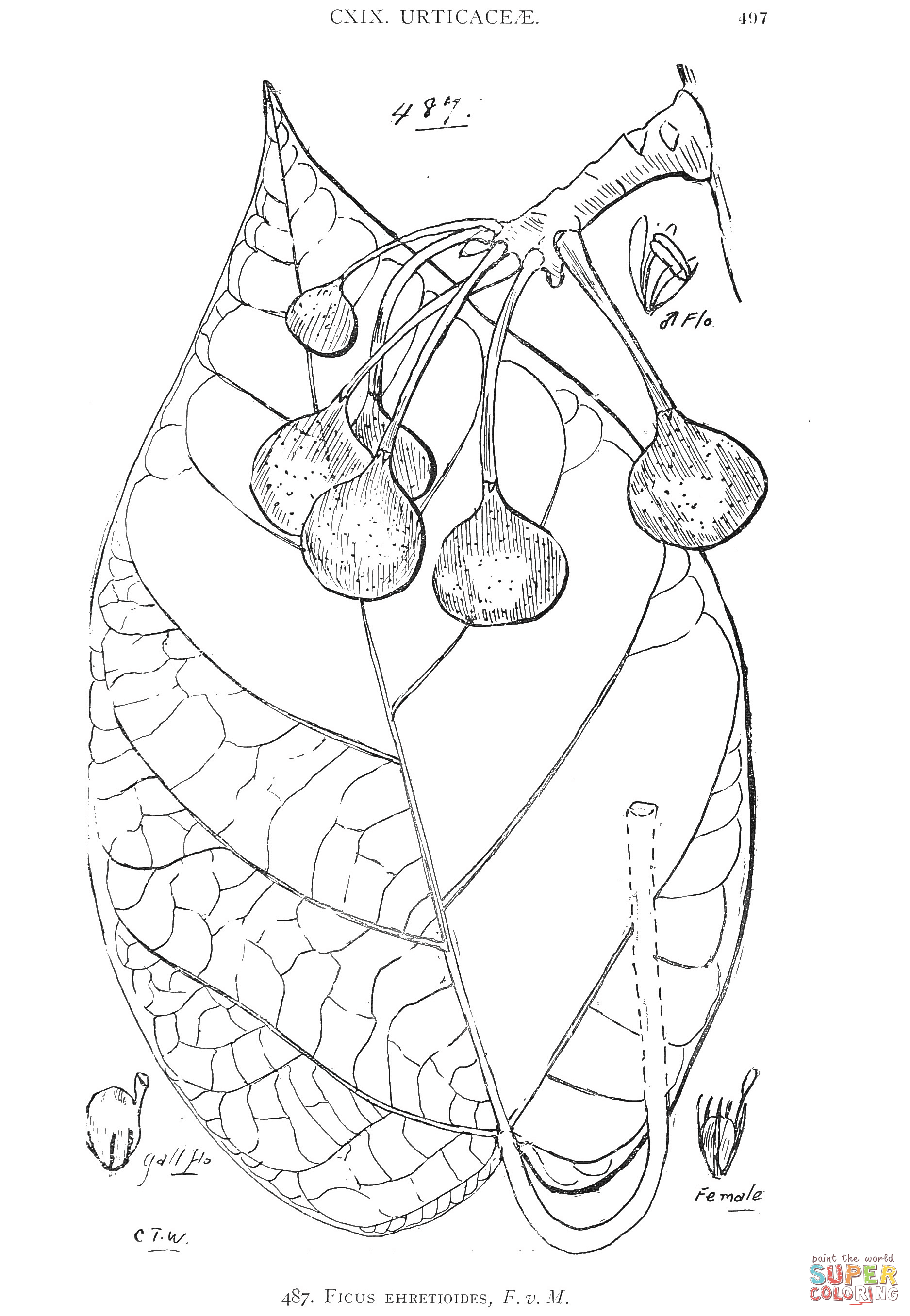 Ficus ehretioides coloring page free printable coloring pages