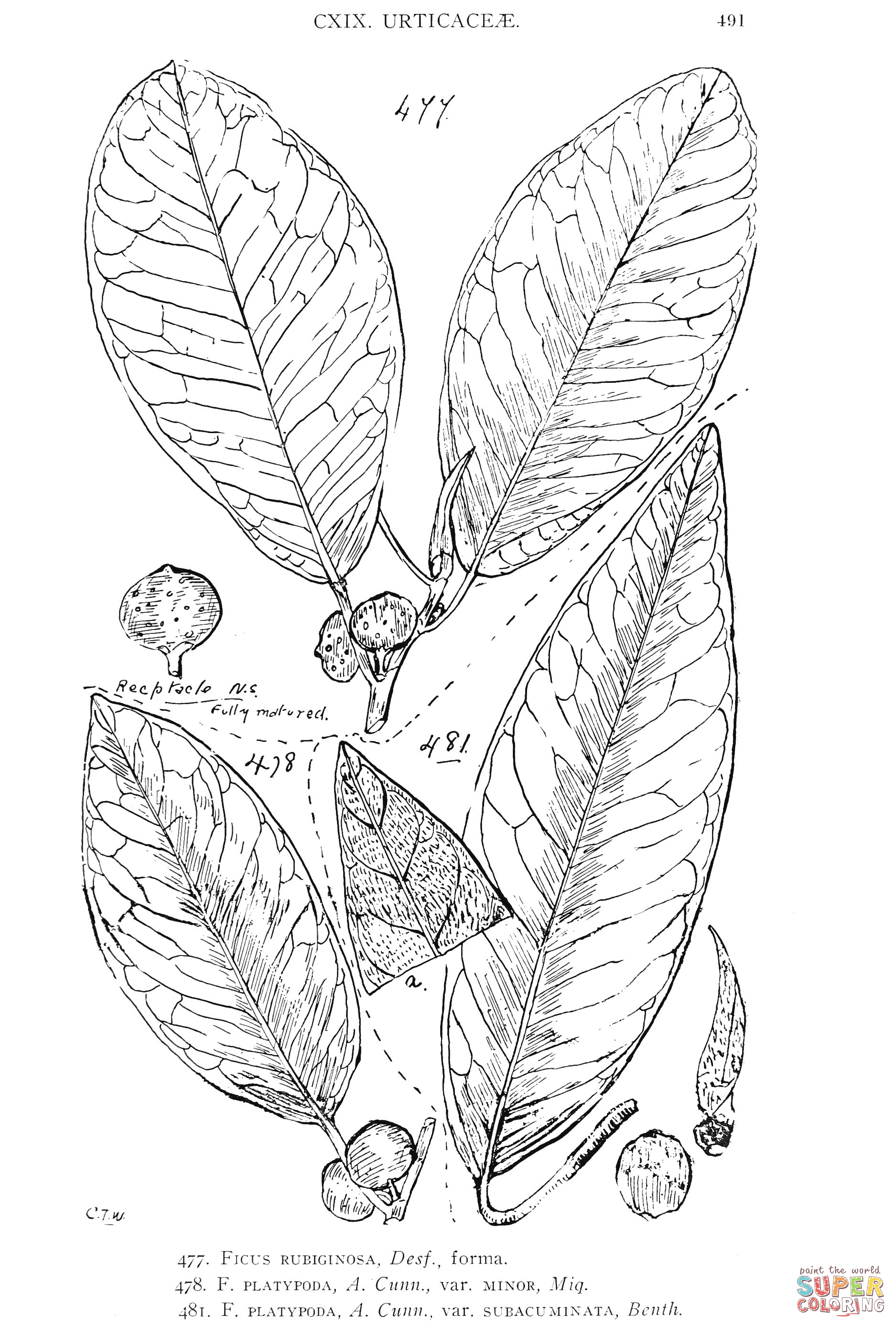 Ficus rubiginosa and ficus platypodaand and ficus platypoda coloring page free printable coloring pages