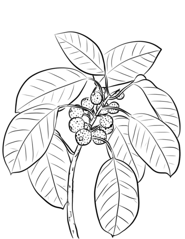 Ficus coloring pages free coloring pages